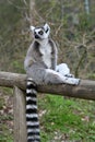 Close-up of a ring-tailed lemur perched wooden fence Royalty Free Stock Photo