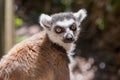 Close up of a ring-tailed lemur, portrait of Lemur. Royalty Free Stock Photo