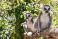 Close up of a ring-tailed lemur, portrait of Lemur. Royalty Free Stock Photo