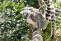 Close up of a ring-tailed lemur, portrait of Lemur. Royalty Free Stock Photo