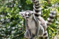 Close up of a ring-tailed lemur, portrait of Lemur. Royalty Free Stock Photo