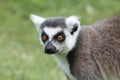 Close up of a ring-tailed lemur Royalty Free Stock Photo