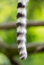 Close up of a ring-tailed lemur tail texture Royalty Free Stock Photo