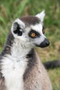 Close up of a ring tailed lemur Royalty Free Stock Photo