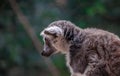 Close up ring tailed lemure, tree background Royalty Free Stock Photo