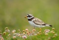 Close up of a Ringed plover walking in thrift flowers Royalty Free Stock Photo