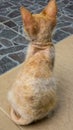 Close up of Ringworm, skin fungal infection at the back of a stray orange cat body. Skin diseases by fungus