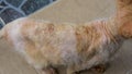 Close up of Ringworm, skin fungal infection at the back of a stray orange cat body.