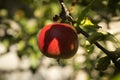 apple on a tree among the leaves under the sun Royalty Free Stock Photo