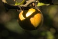 apple on a tree among the leaves under the sun Royalty Free Stock Photo