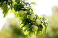 Close up of ripe apples covered in rain droplets Royalty Free Stock Photo