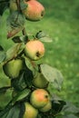 Close up of ripe apples covered in rain droplets Royalty Free Stock Photo