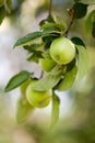 Close up of ripe apples covered in rain droplets Royalty Free Stock Photo