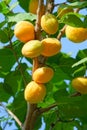 Ripe apricot fruits Royalty Free Stock Photo