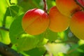 Ripe apricot fruits Royalty Free Stock Photo