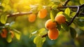 Close up of ripe apricots hanging on a tree branch with a lush garden background Royalty Free Stock Photo