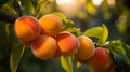 Close up of ripe apricots on tree branch with garden background in detailed macro photography Royalty Free Stock Photo