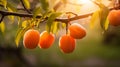 Close up of ripe apricots on tree branch with garden background, macro photography Royalty Free Stock Photo