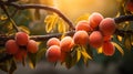 Close up of ripe apricots on a tree branch with a lush garden background, macro photography concept Royalty Free Stock Photo