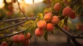 Close up of ripe apricots on tree branch in lush garden setting with blurred background Royalty Free Stock Photo
