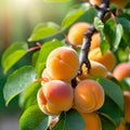 Close up of ripe apricots on a tree in the garden.