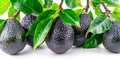 Close-up of ripe Avocados on a tree branch. Vibrant fruits and green leaves convey freshness and healthy living