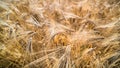 Close-up of ripe barley field. Hordeum vulgare. Summer rural farming background Royalty Free Stock Photo