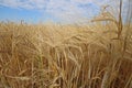 Close-up of ripe barley field. Organic cereal crop with golden spikes, dry grains and long awns. Royalty Free Stock Photo