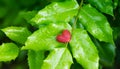 Close-up ripe berry in pink heart form on green leaves of Mahonia aquifolium or Oregon grape. Fruit of Winter honeysuckle Lonicera Royalty Free Stock Photo