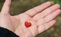 Close-up ripe berry in pink heart form on woomen hand. Fruit of Winter honeysuckle Lonicera fragrantissima Royalty Free Stock Photo