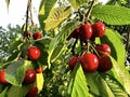 Red cherries on a branch Royalty Free Stock Photo