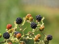 Close up of wild blackberries on a bush with soft focus backdrop Royalty Free Stock Photo