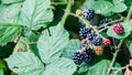 Close up of ripe blackberry in a garden on green background