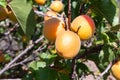 Close up of ripe Blenheim apricots on a branch in an orchard in Santa Clara valley, south San Francisco bay area, California