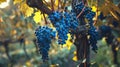 Close-up of ripe blue grapes on vine in sunlight