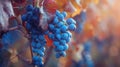 Close-up of ripe blue grapes on vine in sunlight