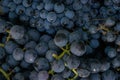 Close-up of ripe blue wine grapes on vine, vineyards in autumn harvest. Fruits in fall. beautiful red grapes ready for harvesting Royalty Free Stock Photo