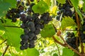 Close-up of ripe blue wine grapes on vine, vineyards in autumn harvest. Fruits in fall. beautiful red grapes ready for harvesting Royalty Free Stock Photo