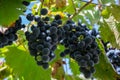 Close-up of ripe blue wine grapes on vine, vineyards in autumn harvest. Fruits in fall. beautiful red grapes ready for harvesting Royalty Free Stock Photo