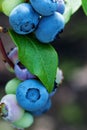 Close up of ripe blueberries, vertical shot