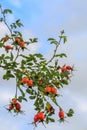 Close up of the ripe bright orange rose hips of the Rosa rubiginosa, Royalty Free Stock Photo