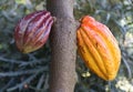 Close up of ripe brown cocoa fruits on the tree Royalty Free Stock Photo