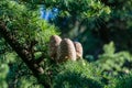 Close-up of ripe brown cones and green needles of Himalayan cedar Cedrus Deodara, Deodar growing in resort city center of Sochi