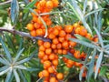 Close up of ripe buckthorn berries