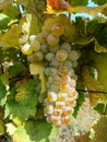 Close-up of a ripe bunch of white grapes hanging on the vine in sunlight. Royalty Free Stock Photo