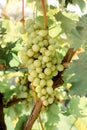 Close-up ripe bunch of white Grapes on Vine for wine making. Autumn grapes harvest, fresh fruits. Chardonnay, Chenin Blanc, Muscat Royalty Free Stock Photo