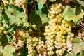 Close-up ripe bunch of white Grapes on Vine for wine making. Autumn grapes harvest, fresh fruits. Chardonnay, Chenin Blanc, Muscat Royalty Free Stock Photo