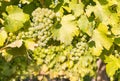 Ripe bunches of chardonnay grapes growing on vine in vineyard