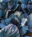 Close-up of ripe cabbage growing in a field Royalty Free Stock Photo