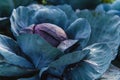Close-up of ripe cabbage growing in a field Royalty Free Stock Photo